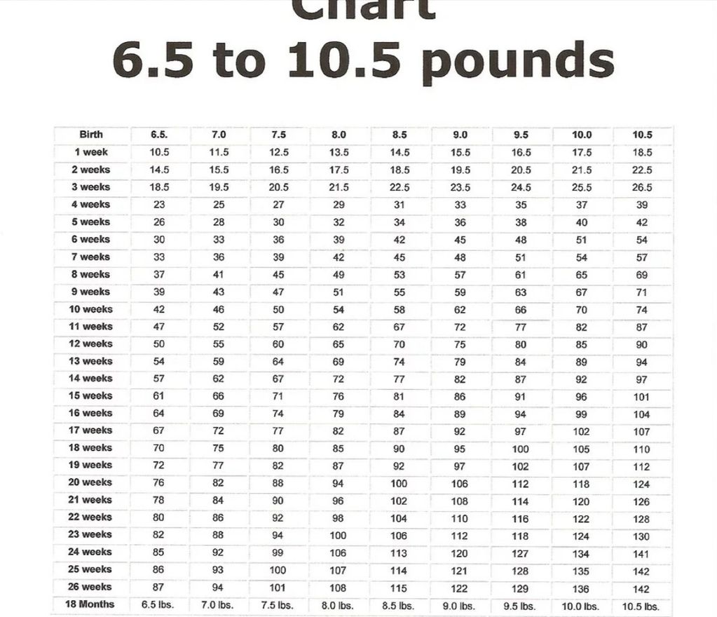 Chihuahua Weight Chart 6 + lbs