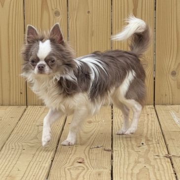 Long-haired Chihuahua walking on wooden floor.