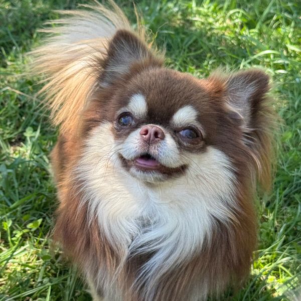fluffy smooth coat chihuahua for sale