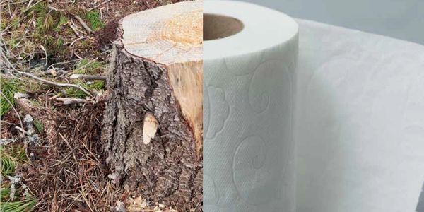 trees used to make toilet paper
money and environmental cost of toilet paper
deforestation 