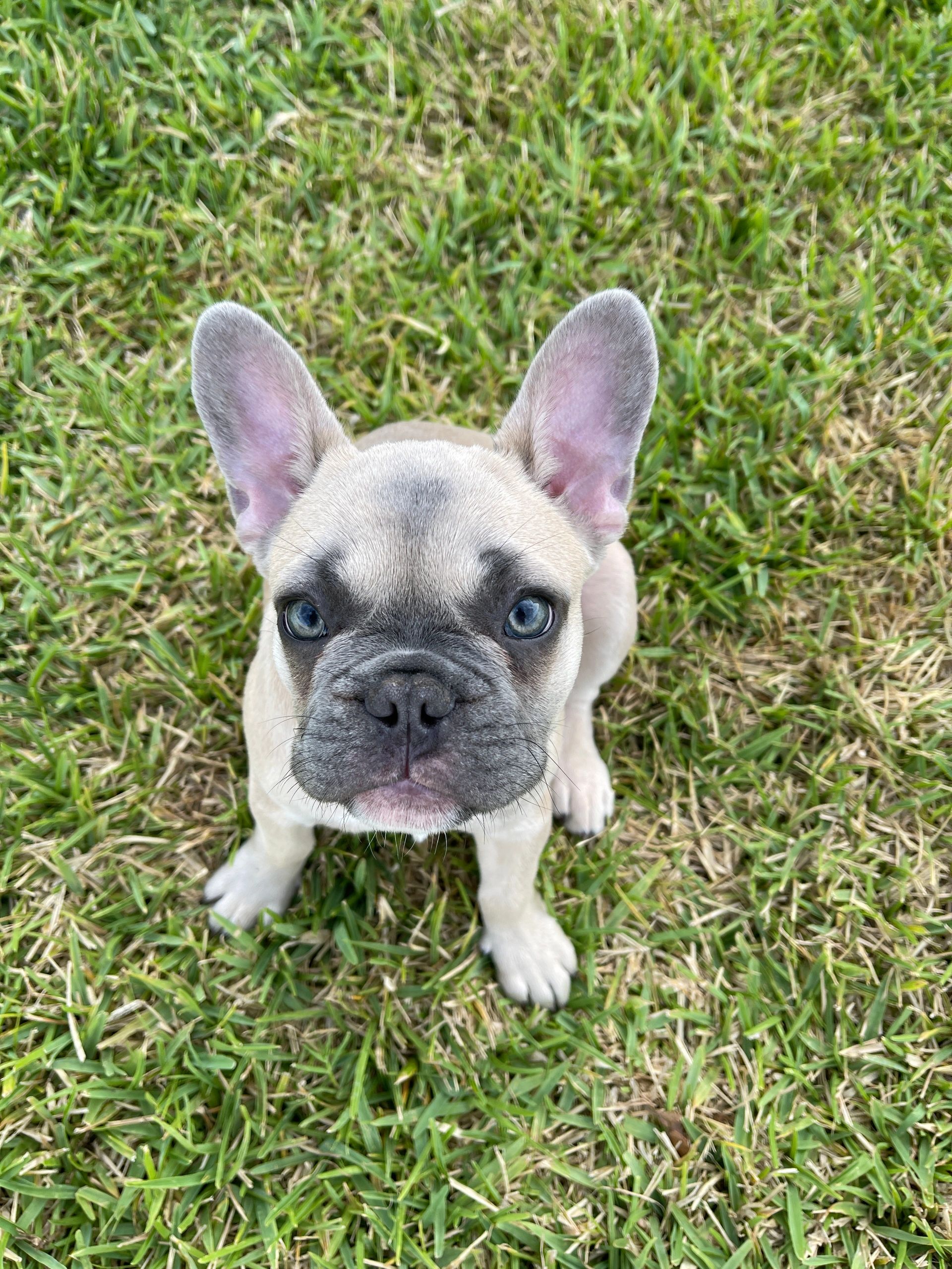I Luv Frenchies, llc - Frenchie Puppy, Dog Breeders, Puppies for Sale