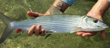 fly fish kauai with nigel warrack