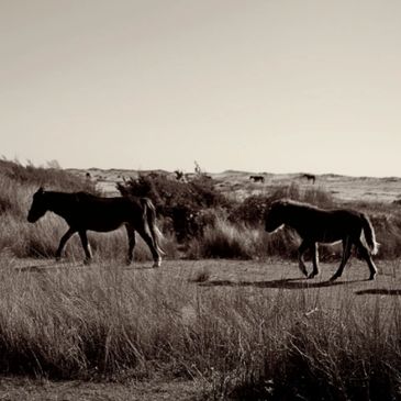 Horses out in an open field surrounded by open land and tall grass