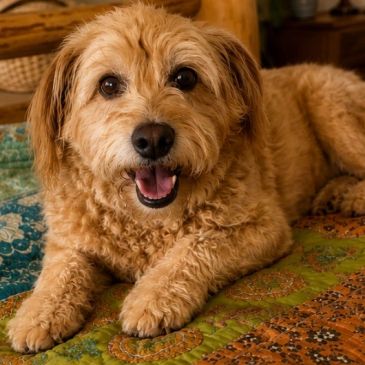 Happy fluffy dog lying on a colorful quilt.