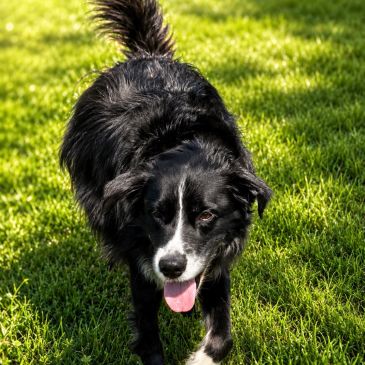 Black and white dog walking on green grass.