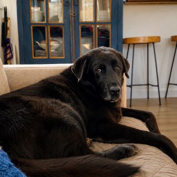 Black dog lying on a couch.