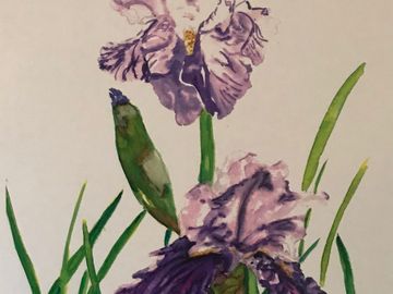 “Iris Expecting “  Backed Print of Watercolor Painting 