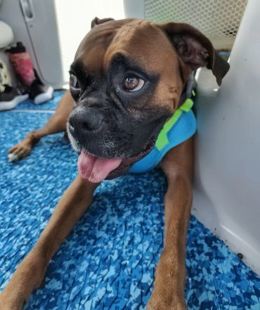 A boxer dog lying on a blue carpet.