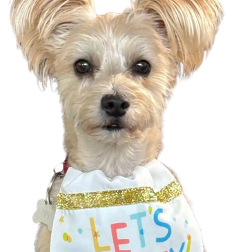 Small dog wearing a colorful bib.