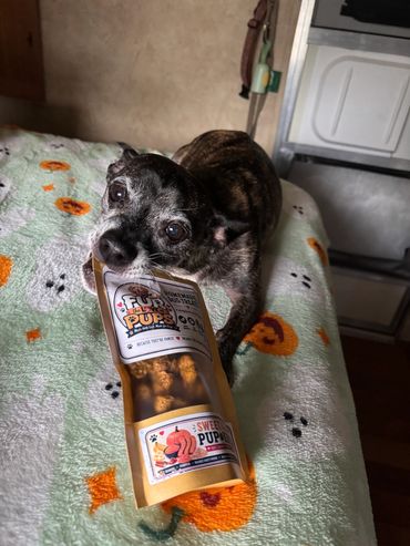 Dog biting a bag of dog treats on a blanket.