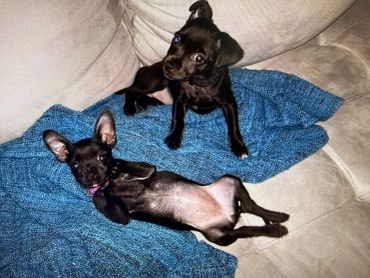 Two playful black puppies on a blue blanket.