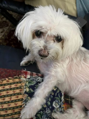 Small white dog with fluffy fur looking up.