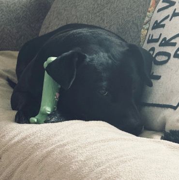 Black dog resting with a green bone toy.