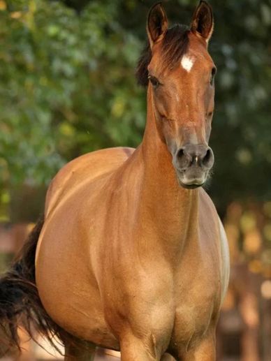 Equine therapy horse 