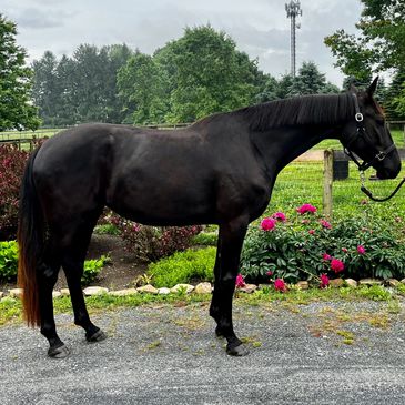 A sleek black horse stands on a paved path with flowers and greenery in the background.
