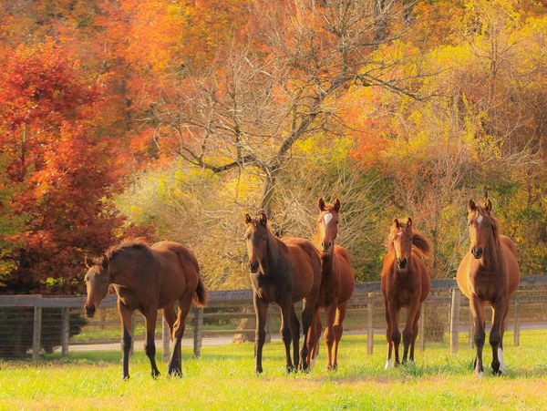 Five brown horses standing in a green field with vibrant autumn trees in the background.