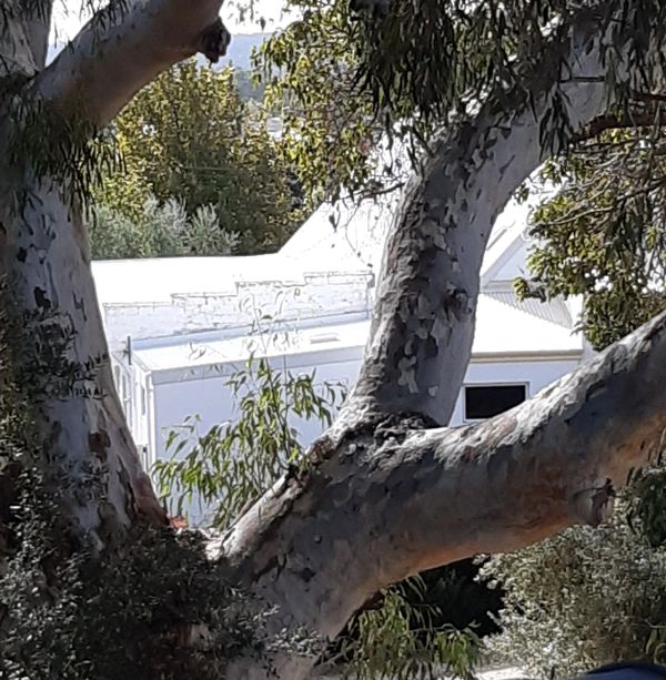 Large tree branches framing a white building with greenery.