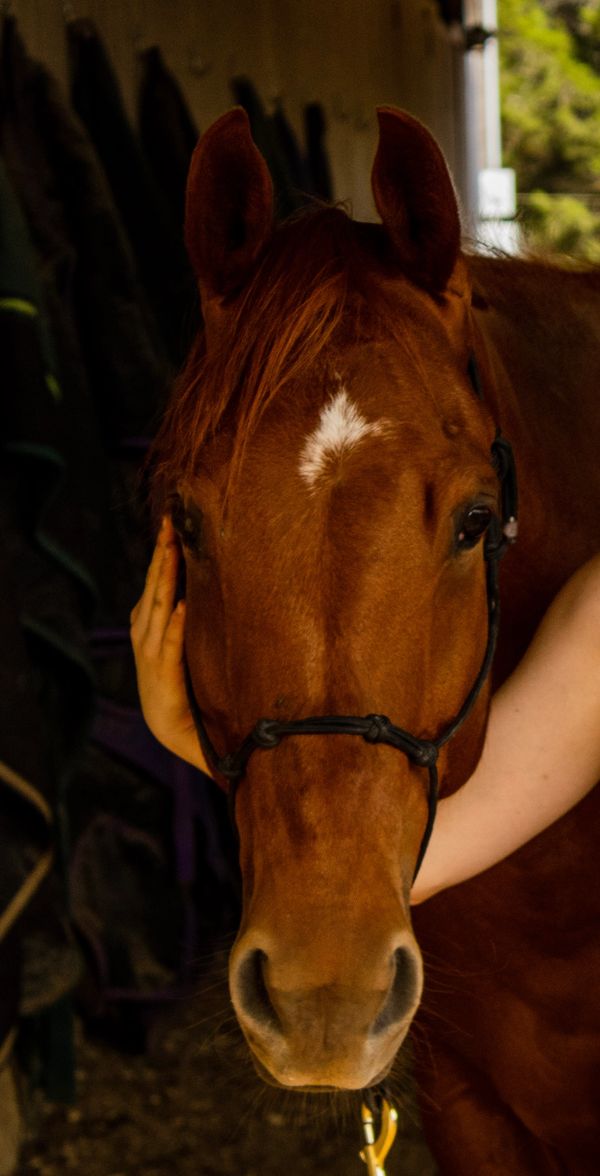 Close-up of a brown horse with a white star on its forehead.