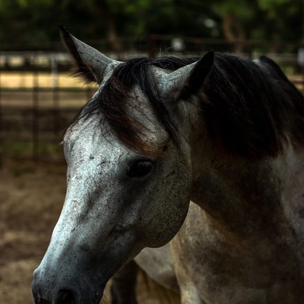 Close-up of a speckled horse's head with dark mane.