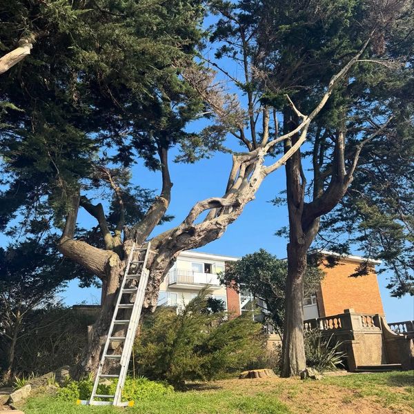 Tree surgeon Deal