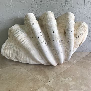 A rare, monster-sized South Pacific giant clam shell for sale, harvested in the 1950's.