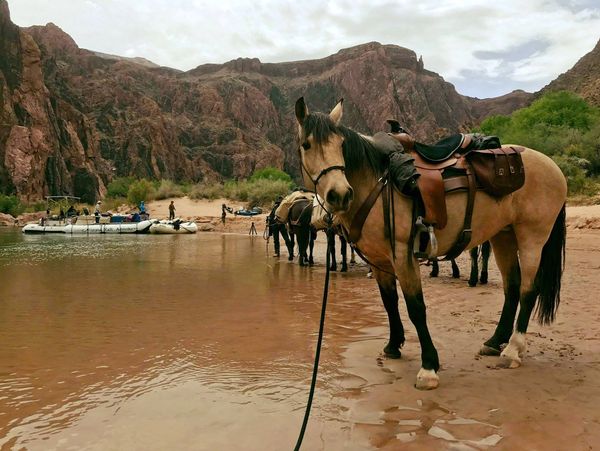 One of the Mustangs, with black mane and blonde coat, resting at the river  looking around him. 
