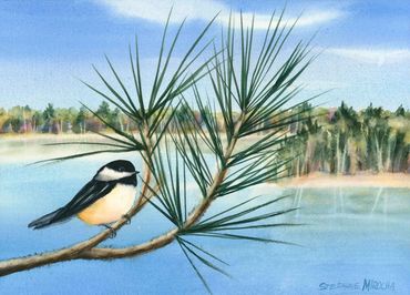 Chickadee on a red pine branch, Minnesota lake