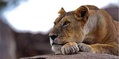 Lion resting its head on its paws on a student tour in Tanzania.