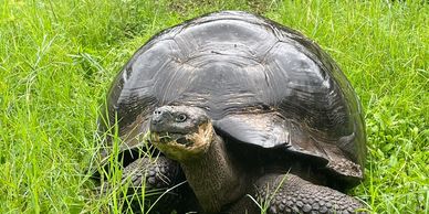 Land tortoise with glistening shell in tall grass on a student tour in the Galapagos Islands