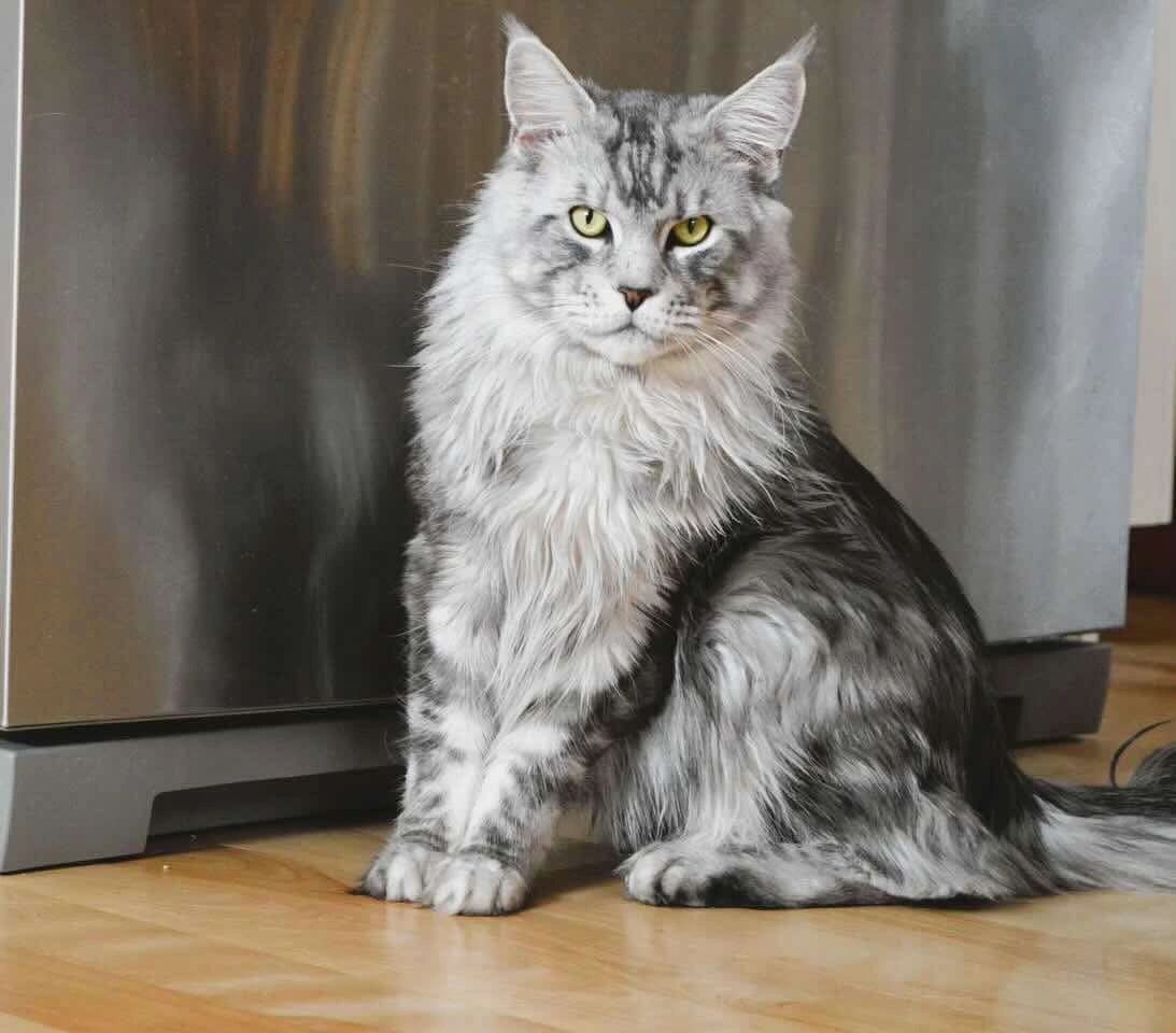 👑 King Jasper - Black Sliver Classic Tabby