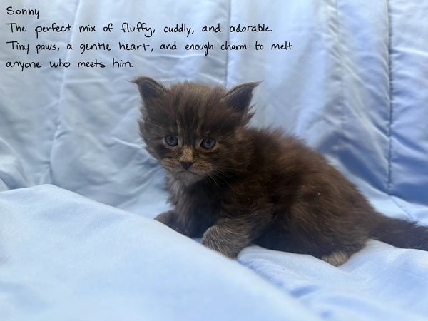 A fluffy, adorable kitten named Sonny on a soft blue blanket.