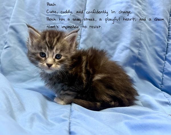 Fluffy kitten named Peach sitting on a blue blanket.