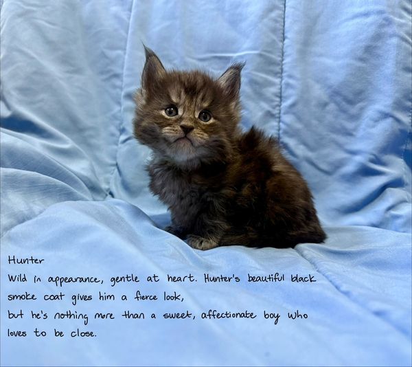 A fluffy black smoke kitten sits on a blue blanket.