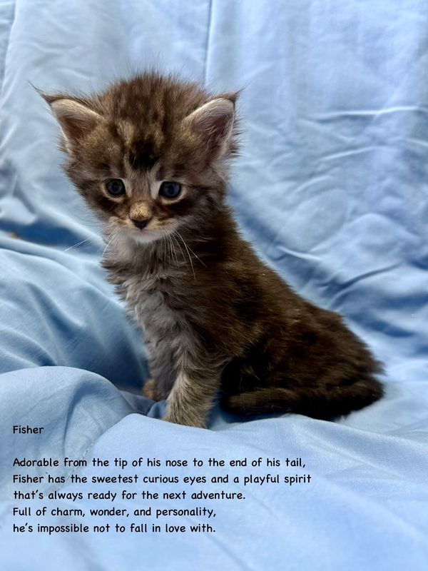 Small fluffy kitten sitting on a blue blanket.