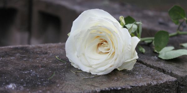 A Single White Rose. PNW , Portland, OR