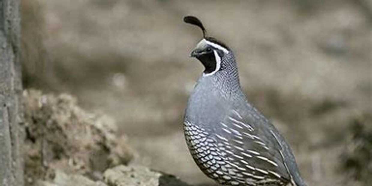 Quail Valley Estates