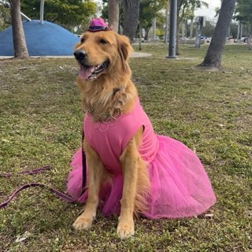 Golden retriever in pink tutu and hat outdoors.