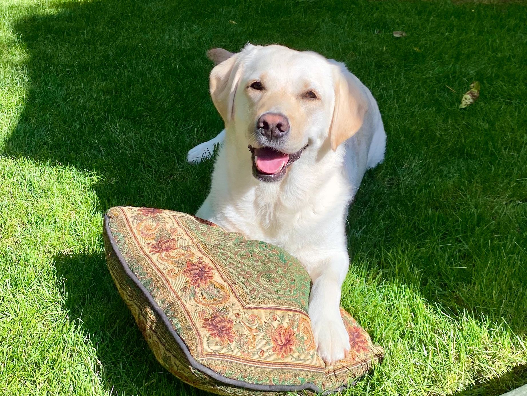 Labrador Retriever Labrador Clothing Apparel