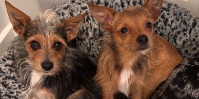 Two small dogs resting together in a cozy bed.