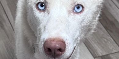 Close-up of a white dog with blue eyes.
