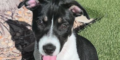 Black and white puppy with its tongue out.