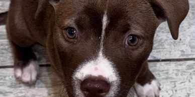 Close-up of a brown and white puppy with expressive eyes.