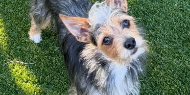 Small dog with big ears looking up on grass.
