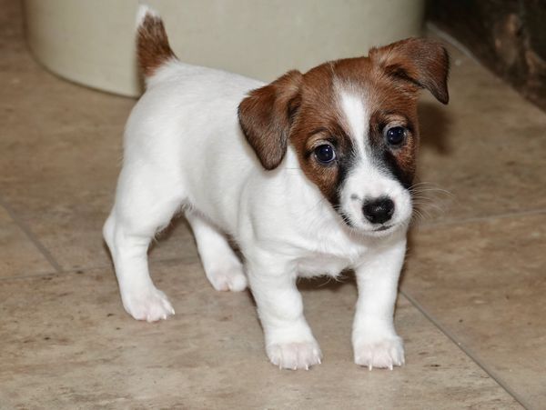 Small white and brown puppy standing on tiled floor.