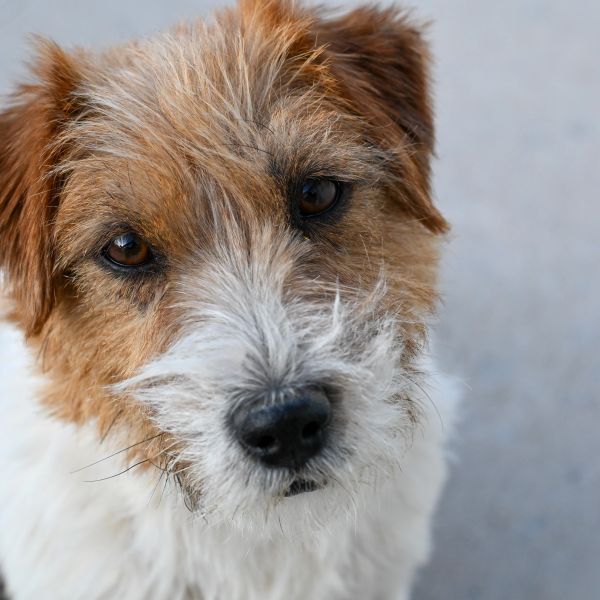 Close-up of a curious terrier dog.