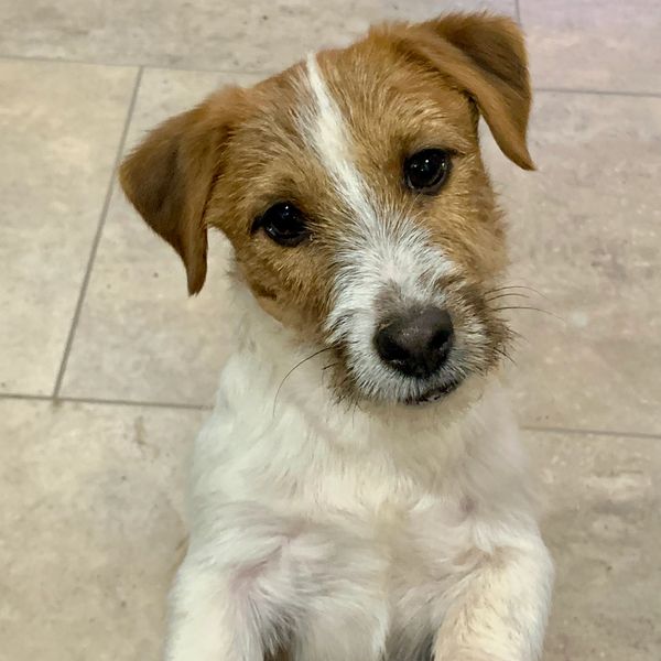 Close-up of a curious Jack Russell Terrier with brown and white fur.