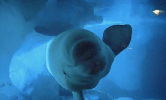 Yet Another SeaWorld Tragedy: Beluga Mysteriously Dies At 38