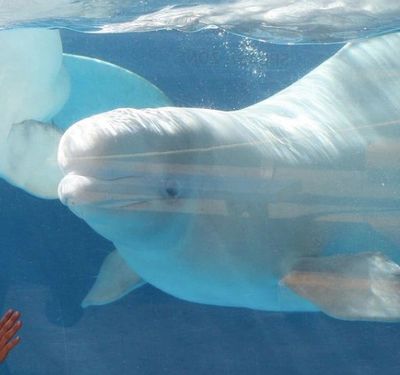 Beloved' Beluga Whale Dies at Connecticut Aquarium: 'Our Hearts