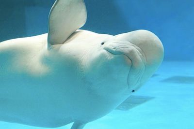 Second Captive-Born Beluga Whale Calf Dies