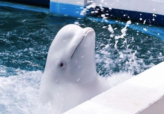 Beluga from Marineland sent to U.S. aquarium dies